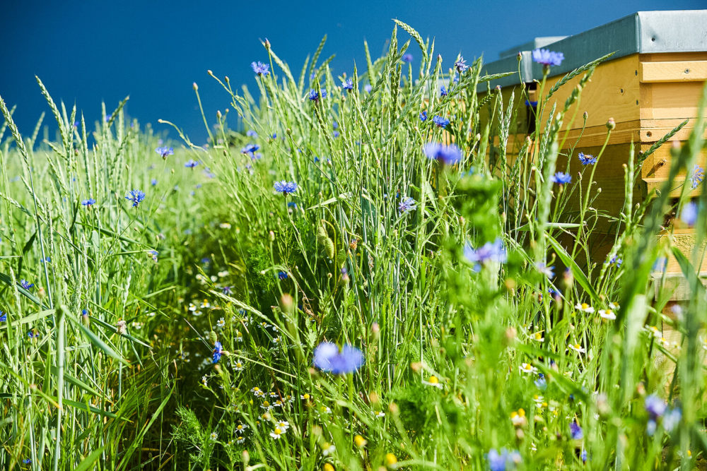 ruches Demeter dans champ de fleurs