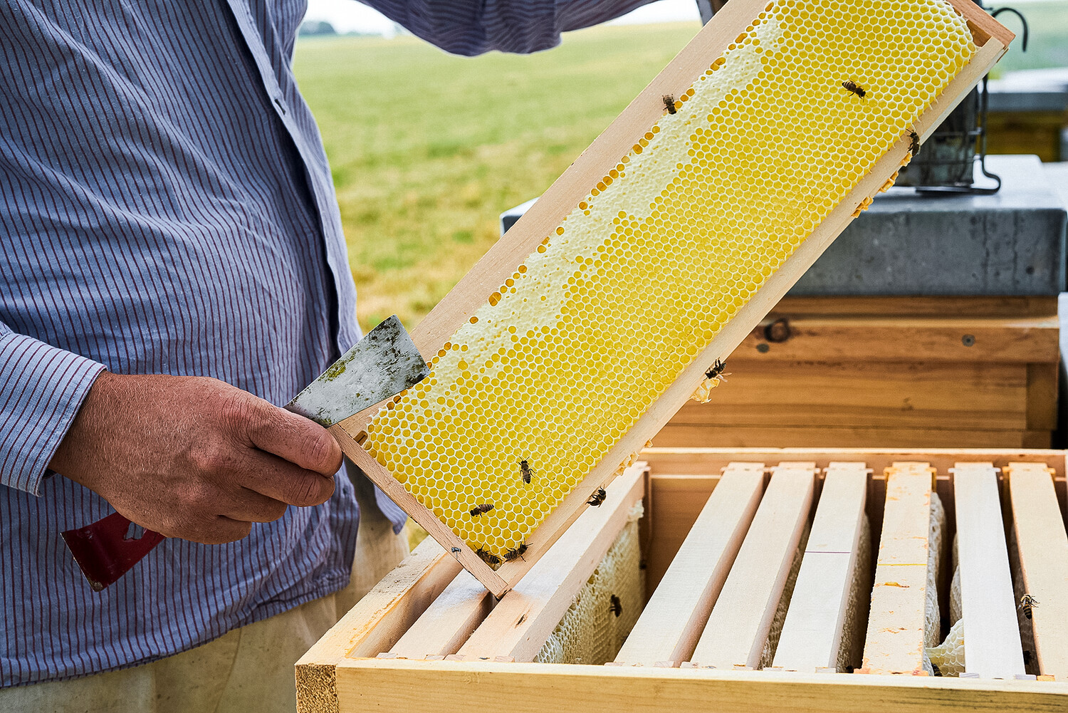 apiculteur et rucher
