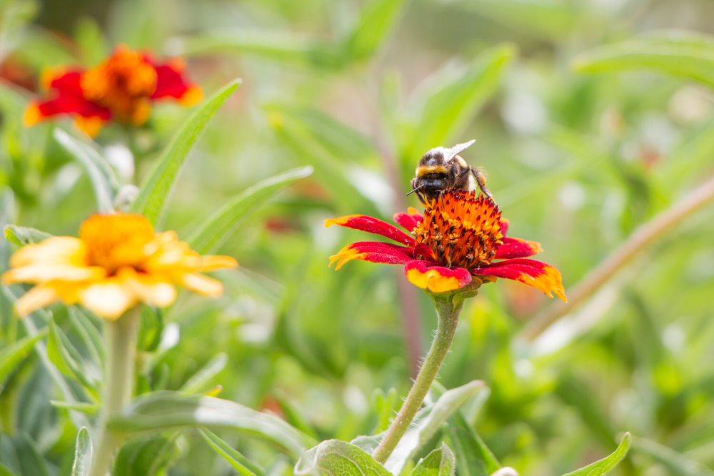 abeille butinant fleurs
