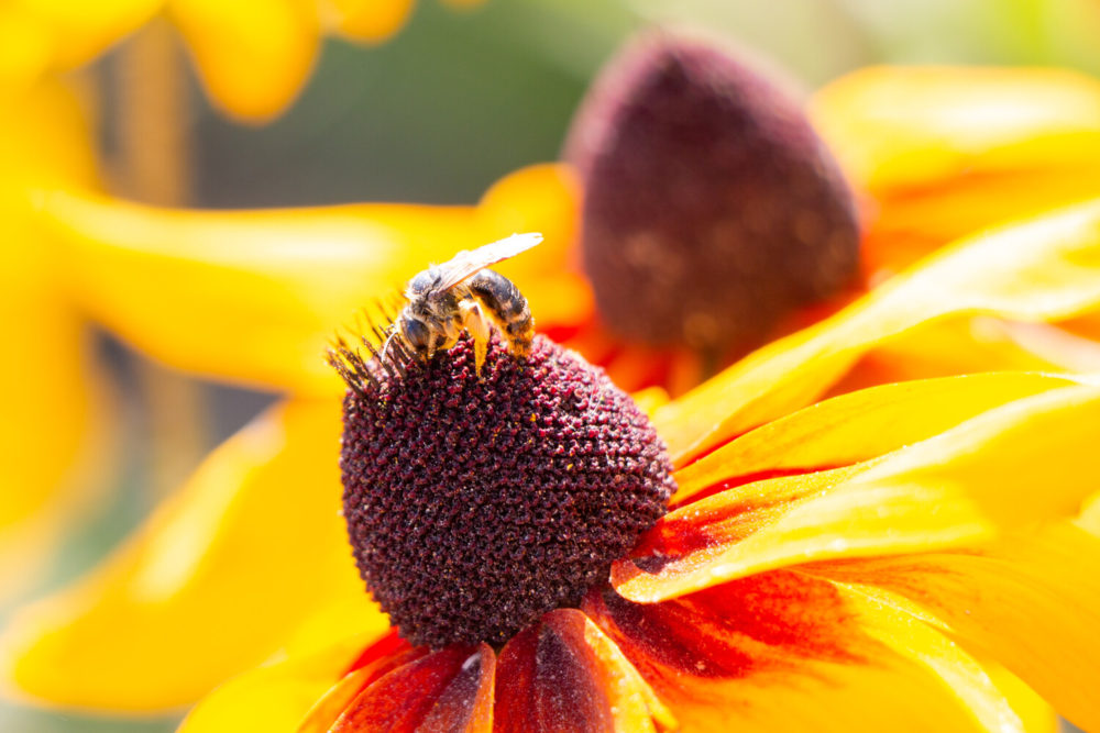 abeille butinant fleur