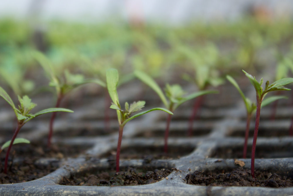 plants dans pots