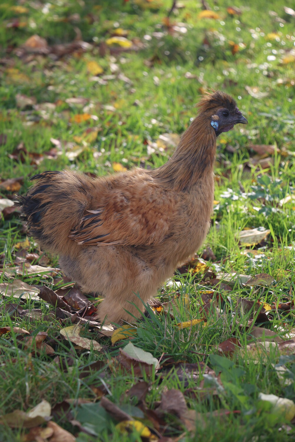 Poule Demeter