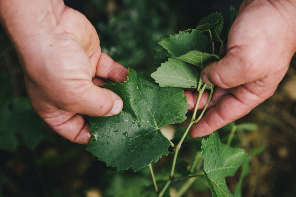 mais qui prend une feuille de vigne