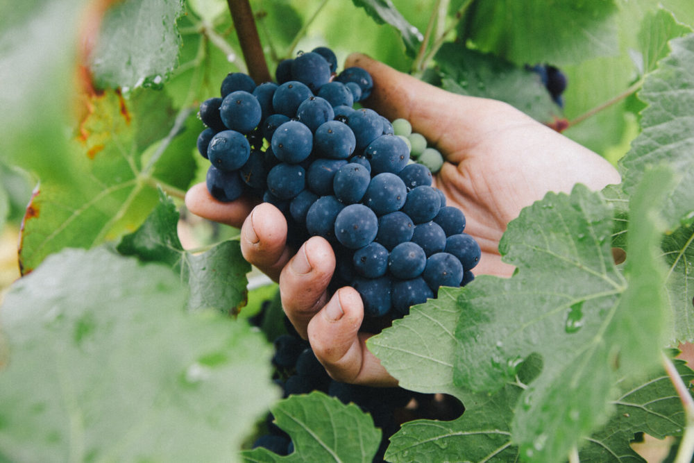 main cueillant une grappe de raisin Demeter