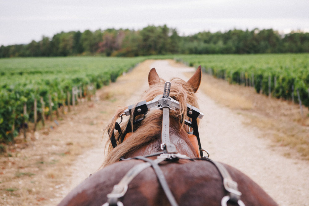 cheval travaillant dans les vignes