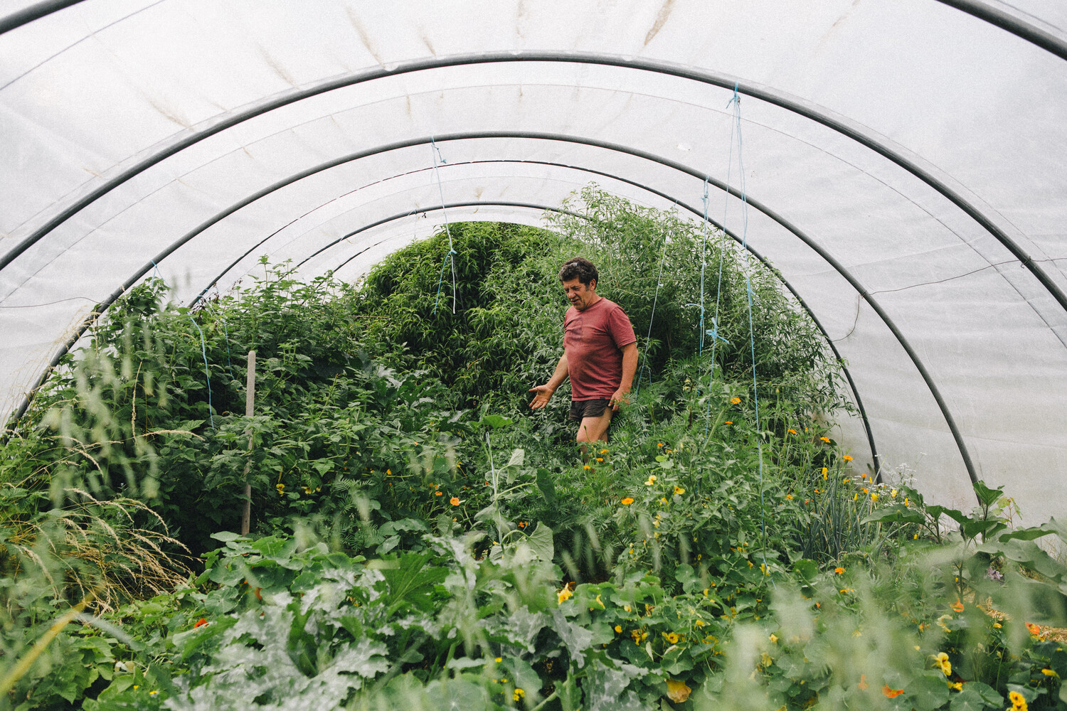 biodiversité végétale : agriculteur dans production sous serre