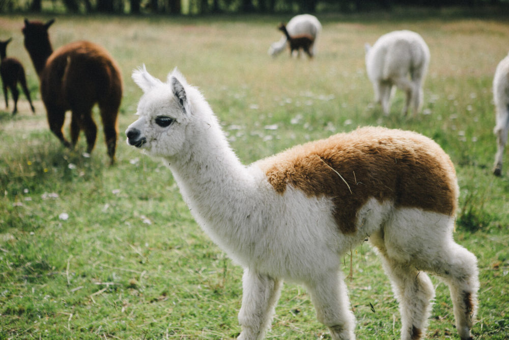 biodiversité animale : bébé alpaga