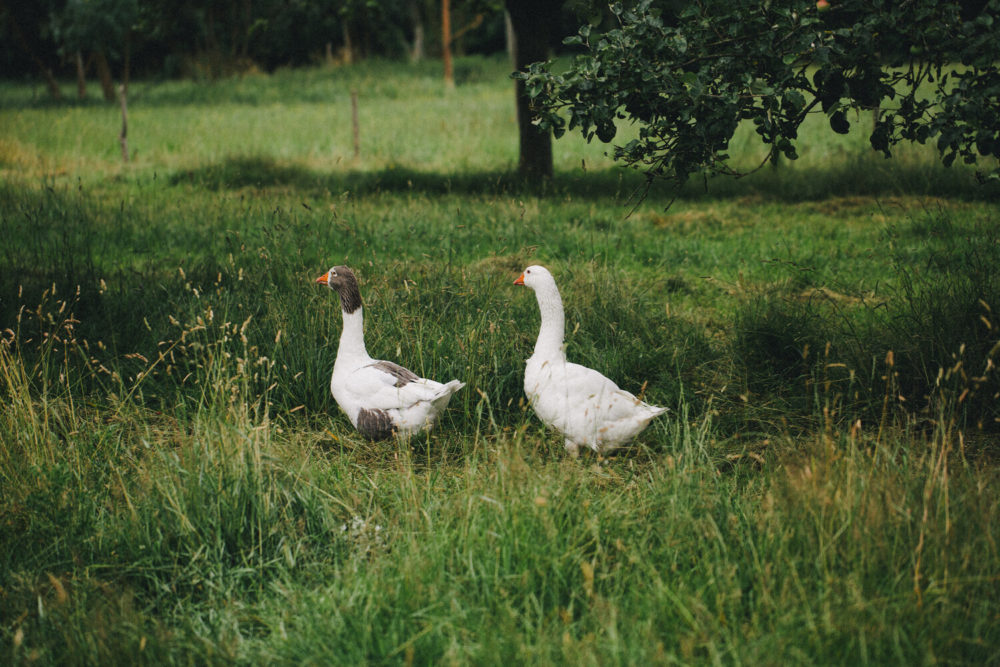 biodiversité animale : deux oies dans un champ