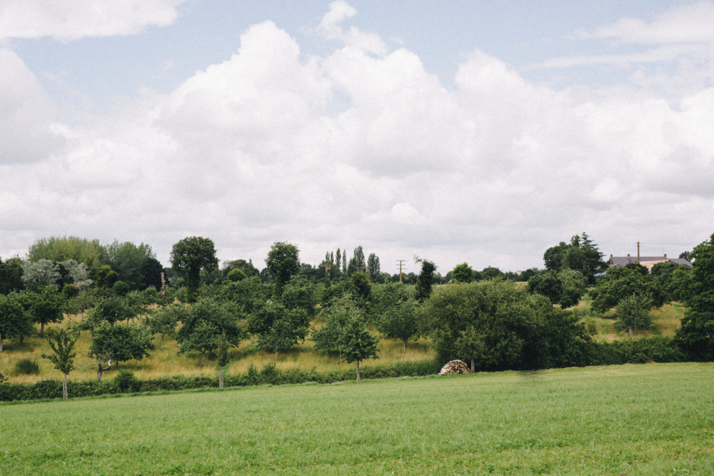 biodiversité d'un paysage : prairie avec des arbres