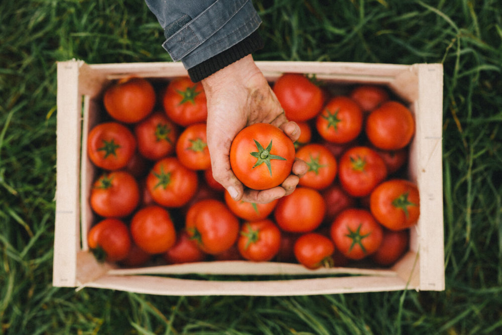 cagette de tomates Demeter