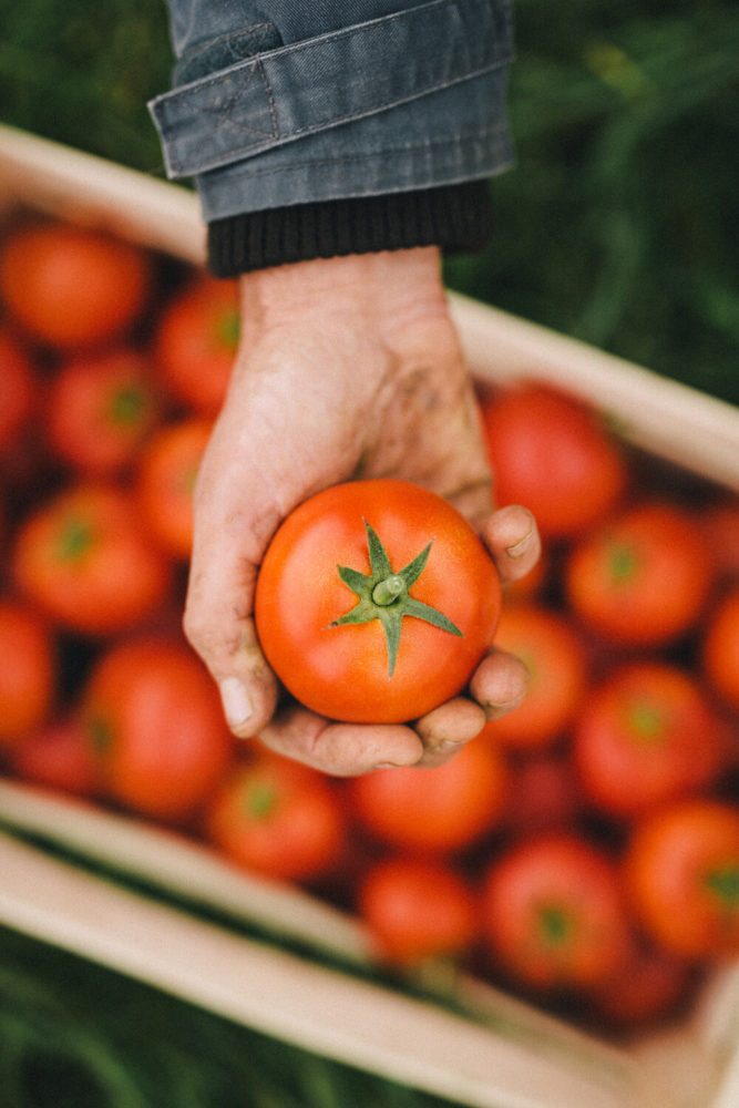 tomates Demeter