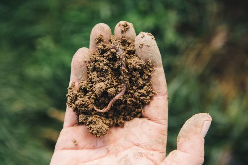 La biodynamie favorable au climat