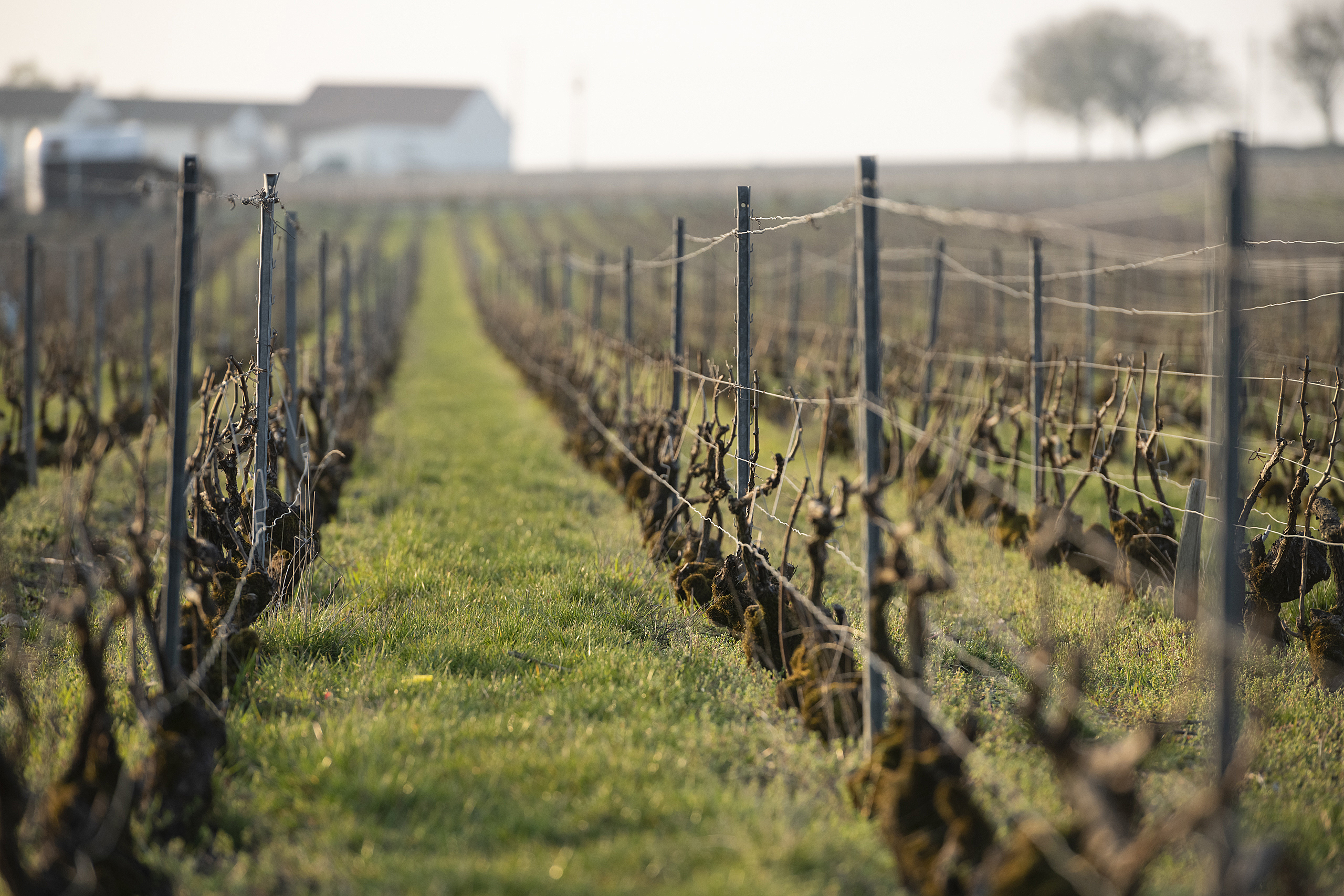https://www.demeter.fr/wp-content/uploads/2022/03/8500729-Champagne-Marguet.jpg