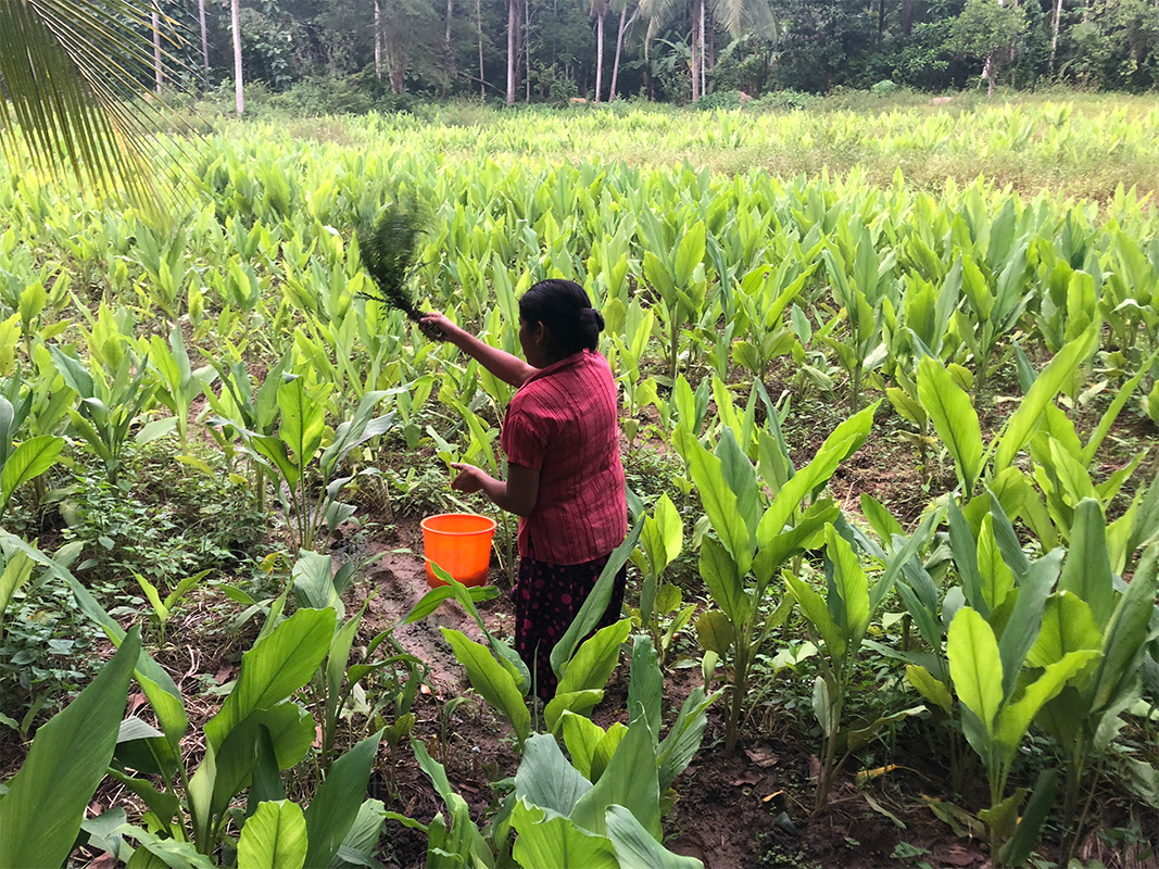 https://www.demeter.fr/wp-content/uploads/2022/03/Culture-noix-de-coco-Demeter-au-Sri-Lanka-Autour-du-Riz_2.jpg