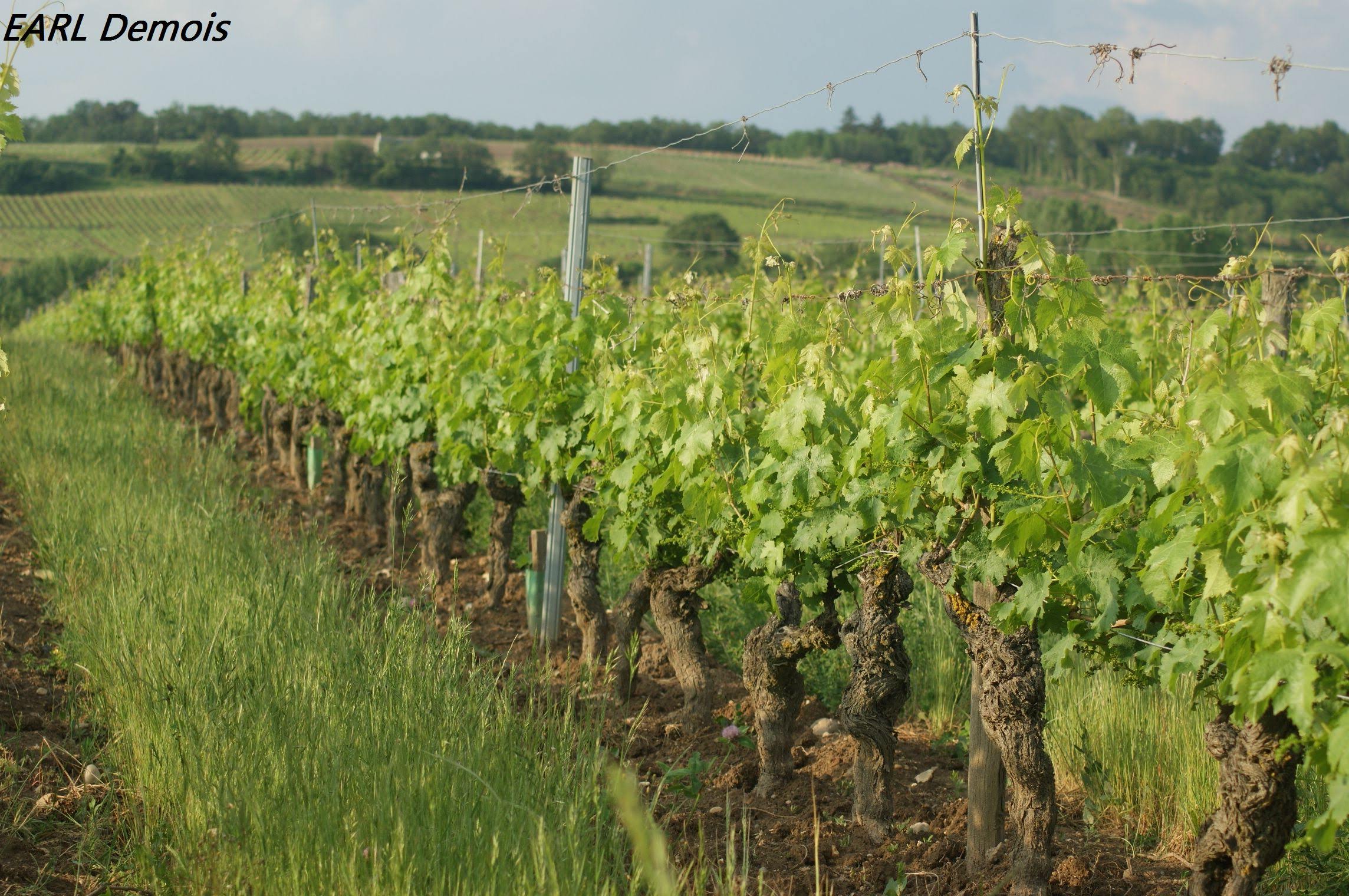 https://www.demeter.fr/wp-content/uploads/2022/03/DSC00552-Demois-Fabien.jpg