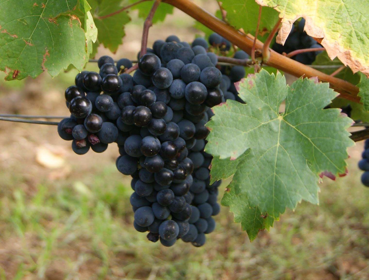 https://www.demeter.fr/wp-content/uploads/2022/03/DSC05165-Demois-Fabien-e1646921616202.jpg
