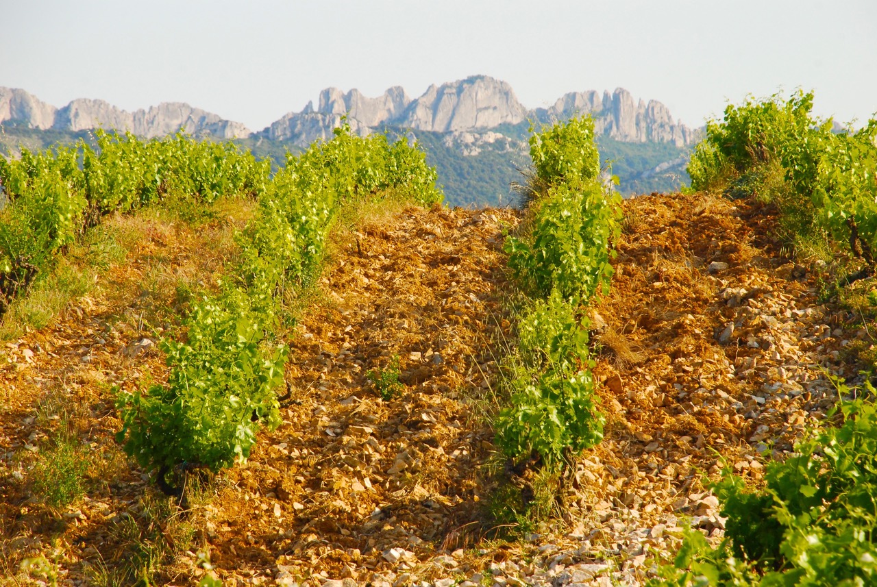 https://www.demeter.fr/wp-content/uploads/2022/03/Mont-Bayon-et-dentelles-de-Montmirail-domaine.du_.pourra@wanadoo.fr_.jpg