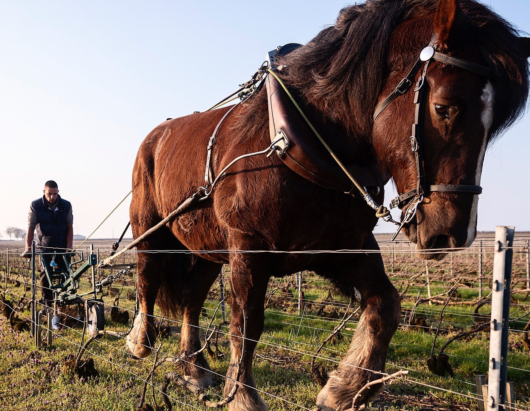 https://www.demeter.fr/wp-content/uploads/2022/03/PHOTO-CHEVAL-Champagne-Marguet-e1647359315229.jpg