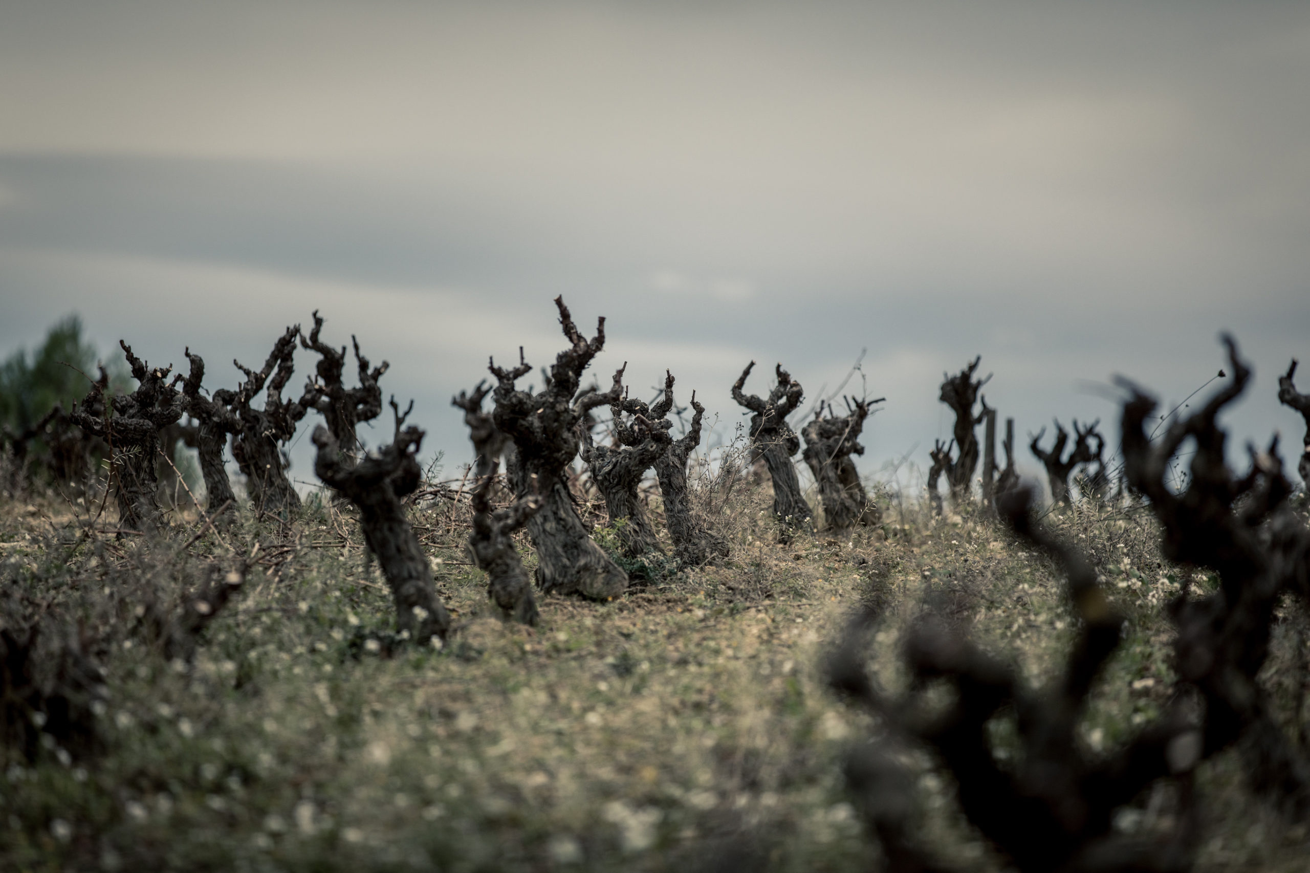 https://www.demeter.fr/wp-content/uploads/2022/03/VIGNES-35-magali-roux-scaled.jpg
