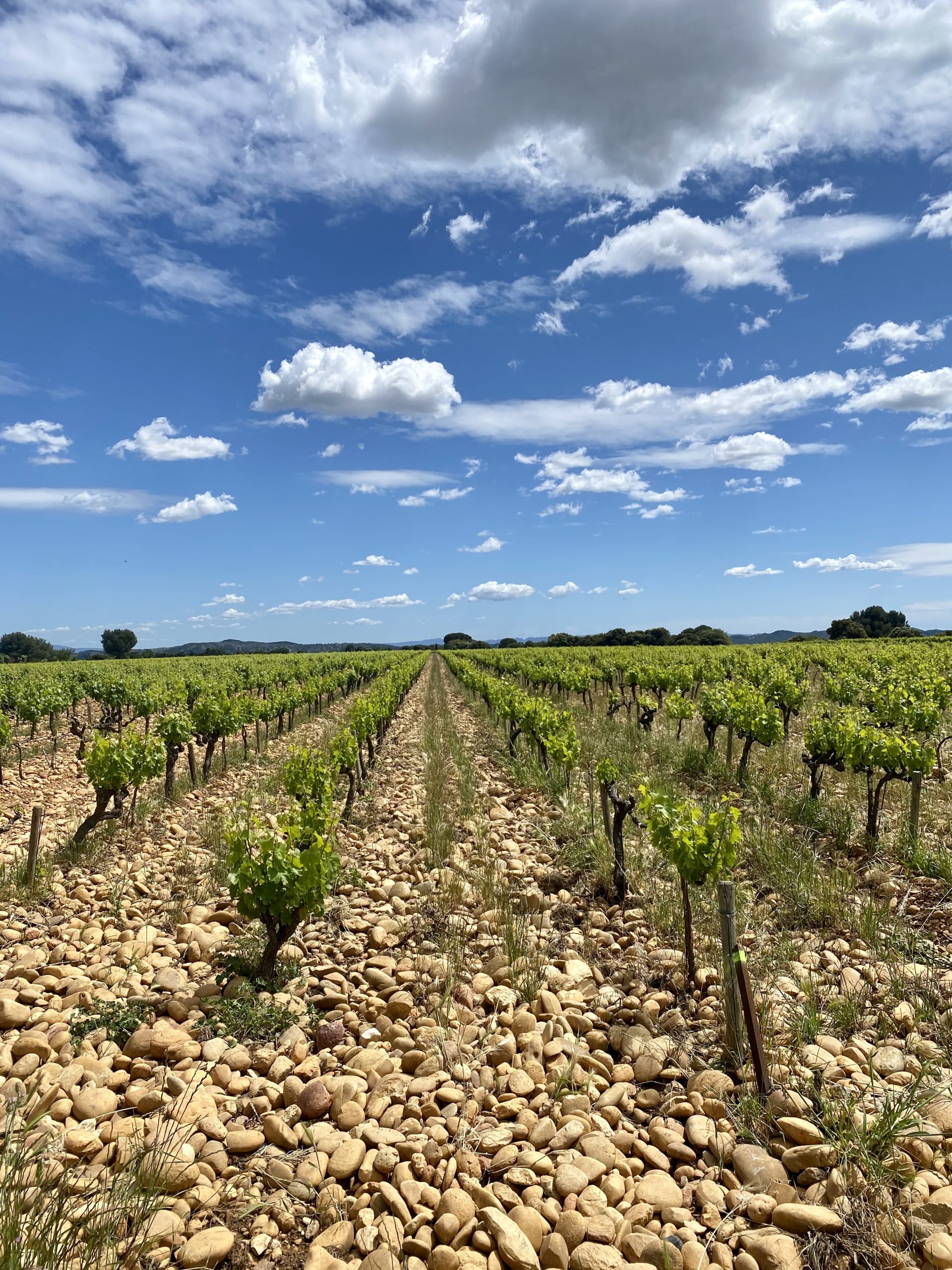 https://www.demeter.fr/wp-content/uploads/2022/03/Vallongue-Domaine-de-la-Mordoree-scaled.jpg