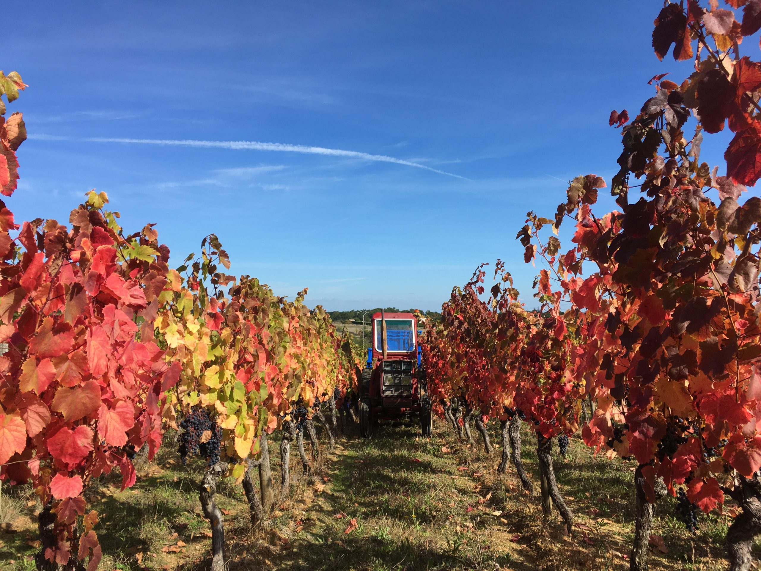 https://www.demeter.fr/wp-content/uploads/2022/03/Vignes-IMG_2417-Nicolas-Fernandez-scaled.jpg