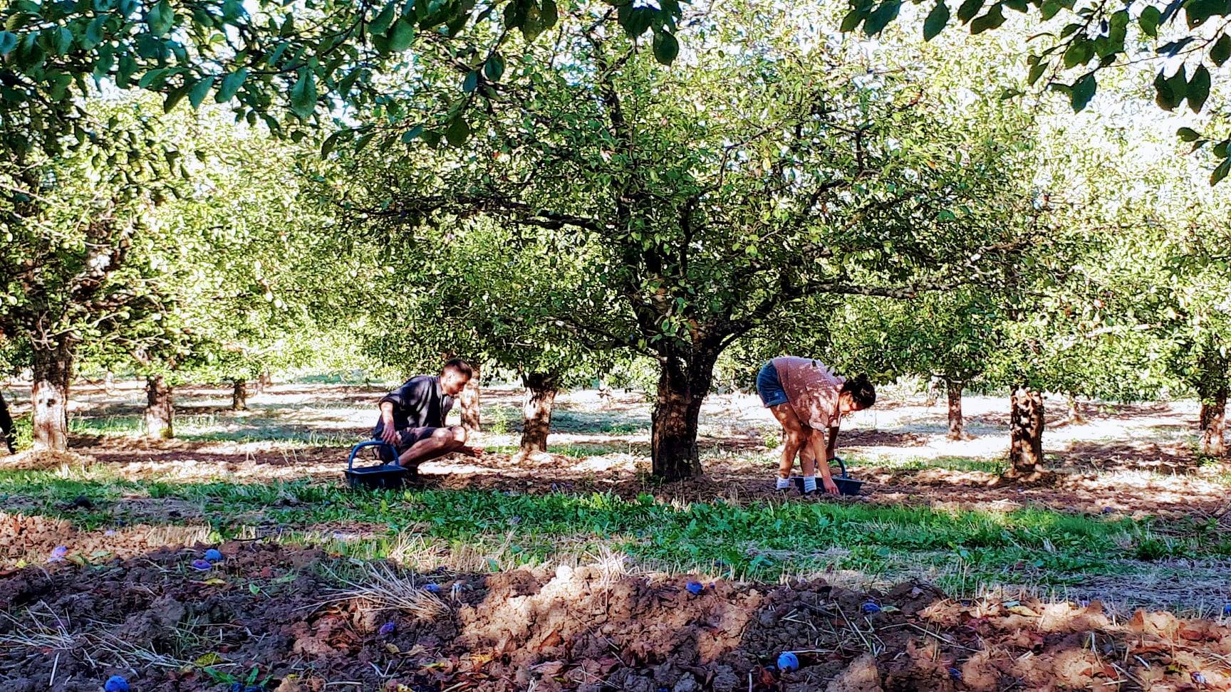 https://www.demeter.fr/wp-content/uploads/2022/03/bequii-La-Ferme-du-Bequi.jpg