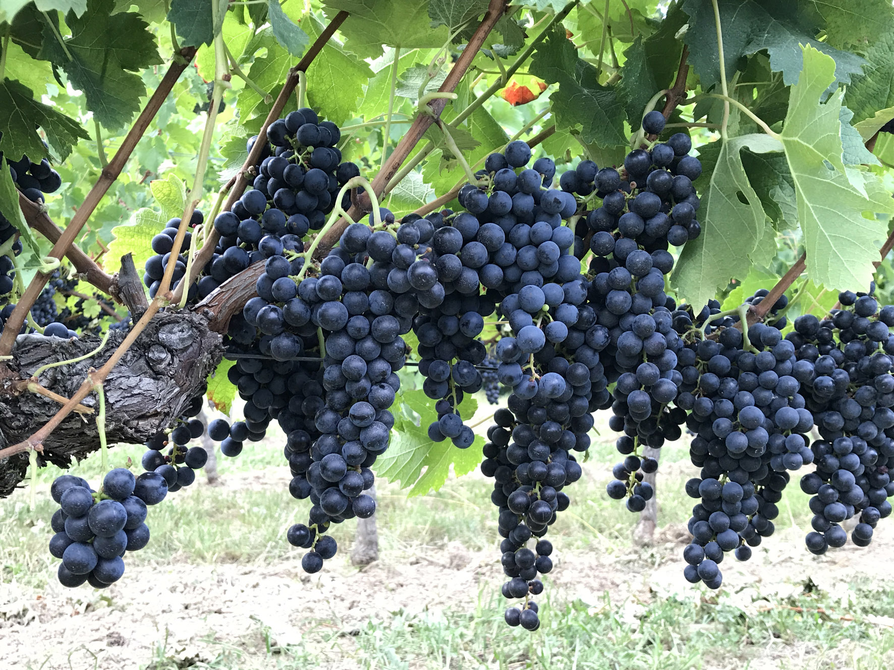 https://www.demeter.fr/wp-content/uploads/2022/03/grappe-raisin-La-clyde-FLO-JOUNY.jpg
