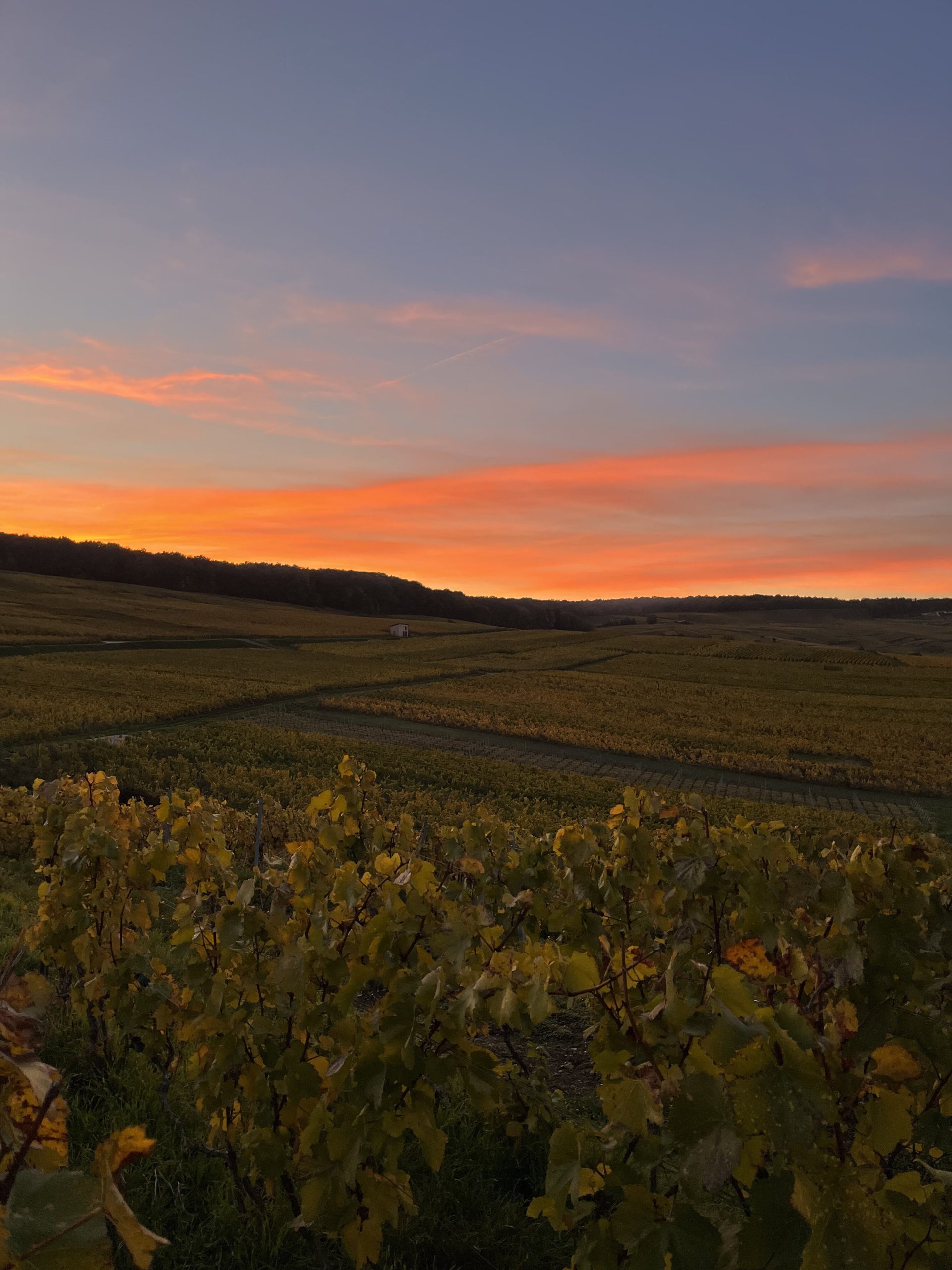 https://www.demeter.fr/wp-content/uploads/2022/03/sunset-vineyard-Paul-Girard-scaled.jpg