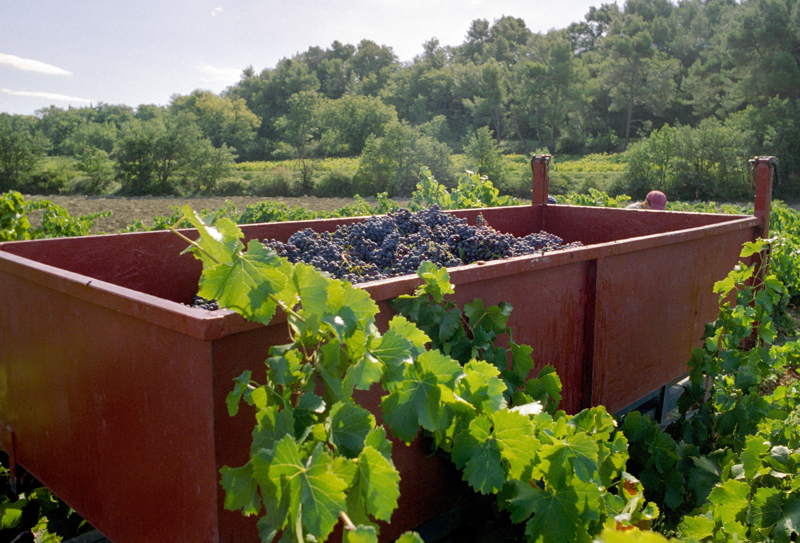 https://www.demeter.fr/wp-content/uploads/2022/03/vendange-2004-7-Domaine-Roche-Audran-Vincent-Rochette-scaled.jpg