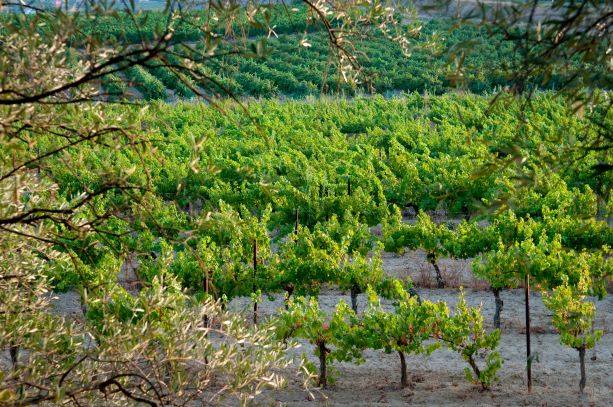 https://www.demeter.fr/wp-content/uploads/2022/03/vignes-COEUR-ET-SANTE-LUNEL.jpg