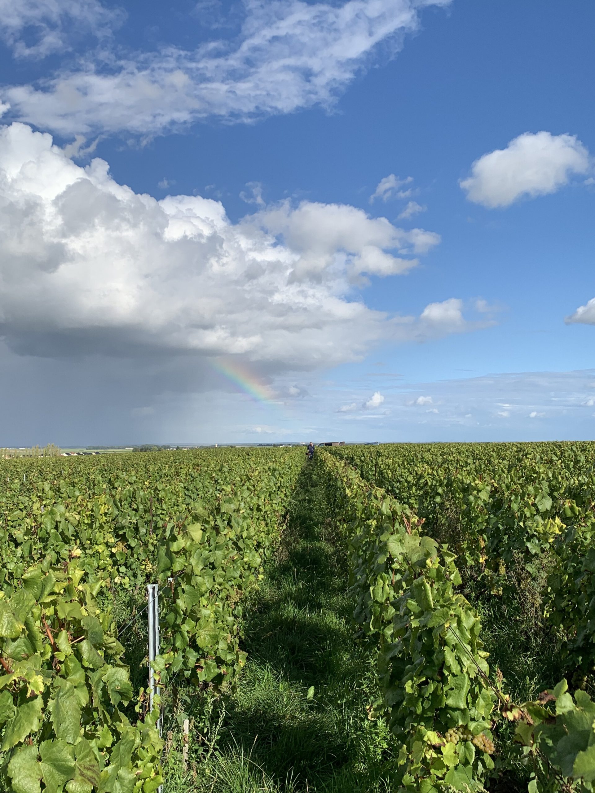 https://www.demeter.fr/wp-content/uploads/2022/03/vue-du-vignoble-Paul-Girard-scaled.jpg
