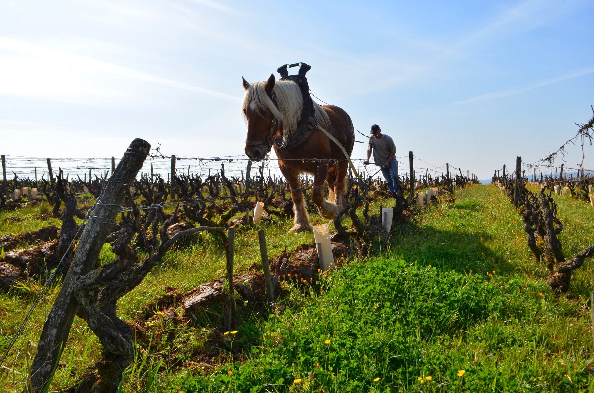 https://www.demeter.fr/wp-content/uploads/2022/04/Domaine-Huet-Le-Mont-Sarah-Hwang.jpg