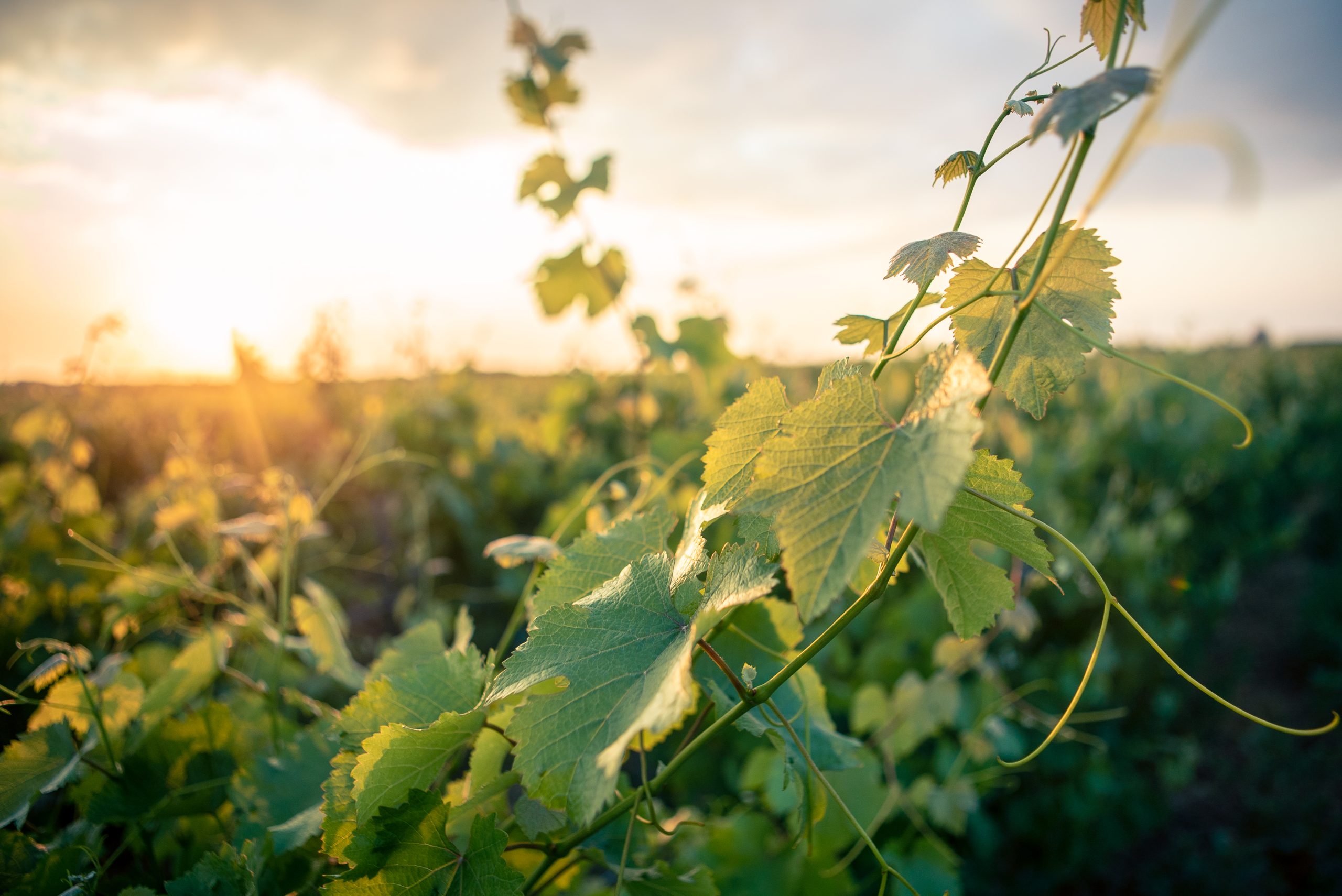 https://www.demeter.fr/wp-content/uploads/2022/04/Domaine-Huet-Vignes-en-automne-Sarah-Hwang-scaled.jpg