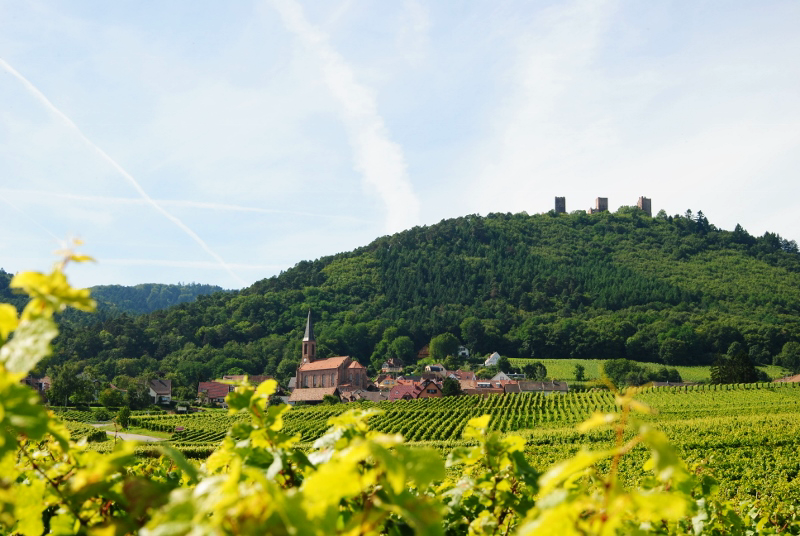 https://www.demeter.fr/wp-content/uploads/2022/04/HUSSEREN-3-CHATEAUX-800x536-KUENTZ-BAS-ALSACE.png