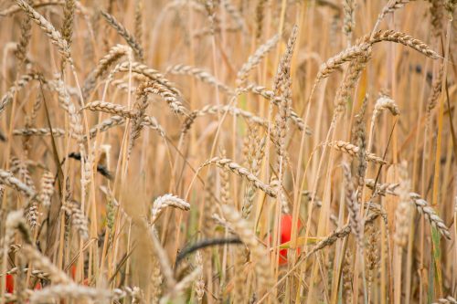 Pétition : Les nouveaux OGM doivent être strictement étiquetés et réglementés !