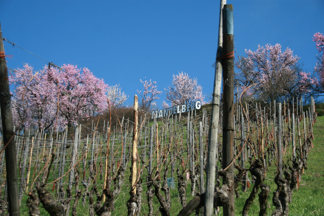 https://www.demeter.fr/wp-content/uploads/2022/04/Vignes-et-amndiers-en-fleur-benjamin-zirgel.jpg