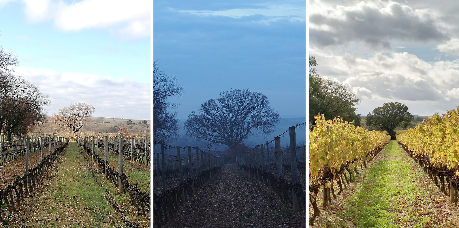 https://www.demeter.fr/wp-content/uploads/2022/04/vignoble-5-Bruno-Trigueiro.jpg