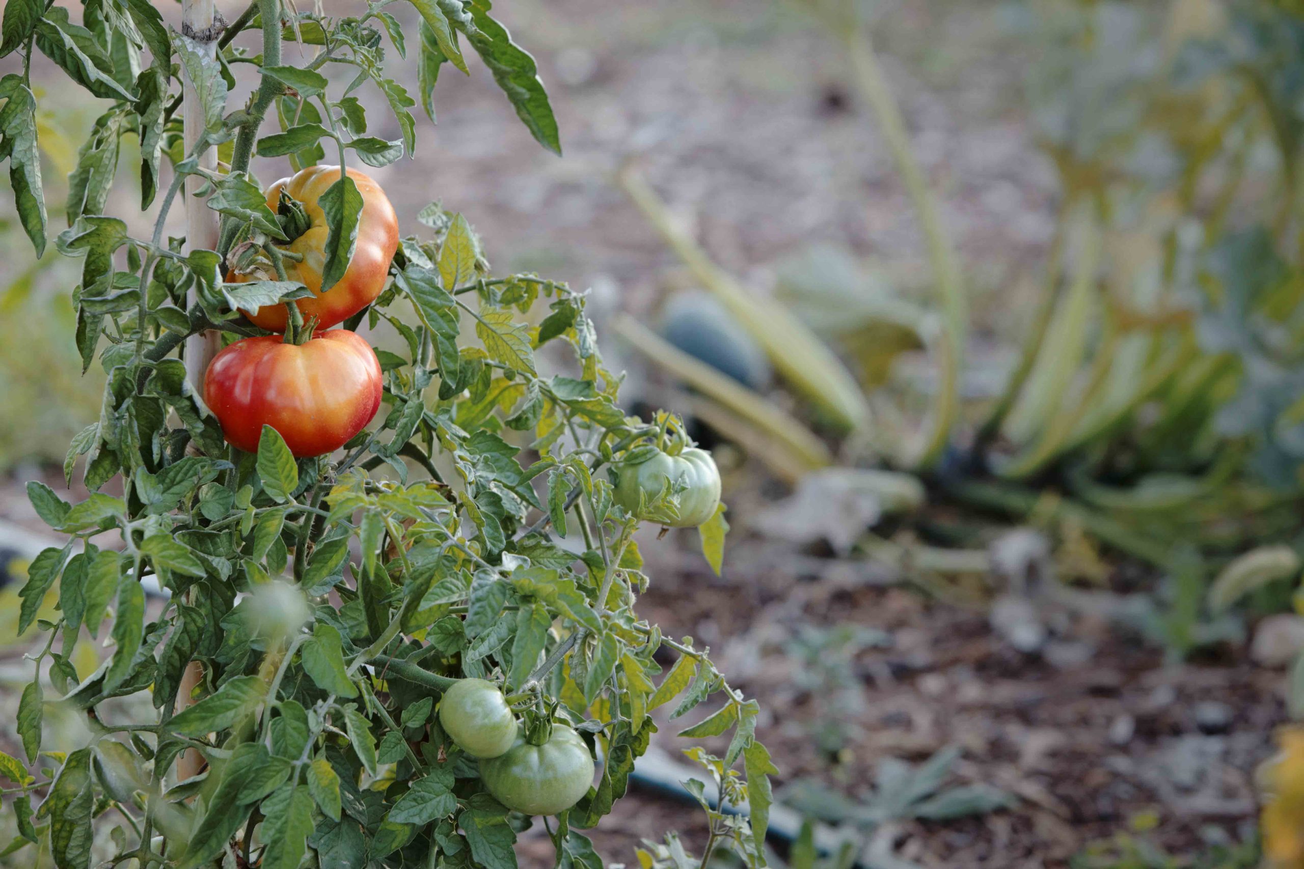 https://www.demeter.fr/wp-content/uploads/2022/06/Tomates-du-maraichage-Nora-Lassemblee-scaled.jpg