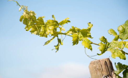 feuilles de vigne et ciel