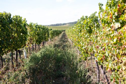 Viticulture biodynamique et réchauffement climatique