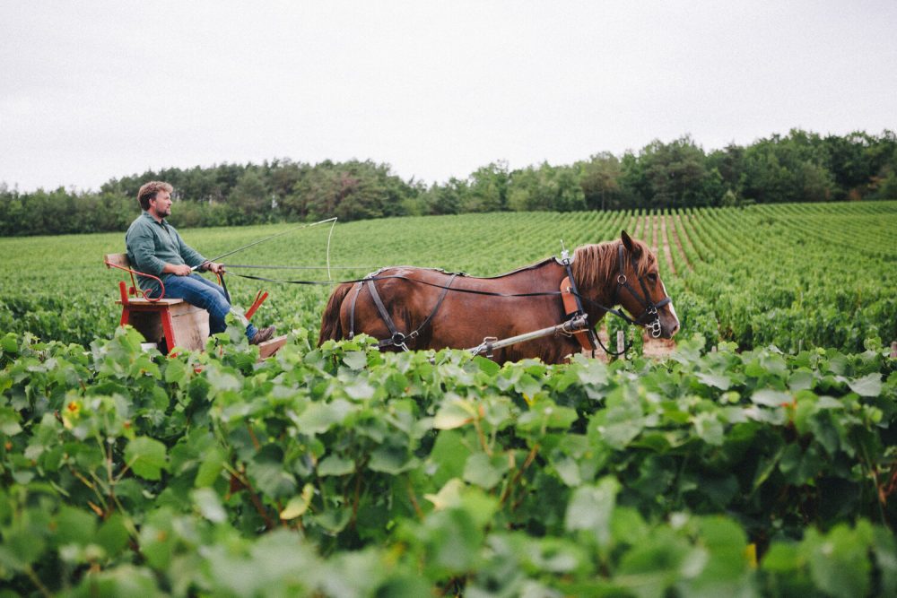 vigneron travaillant les vignes avec un cheval