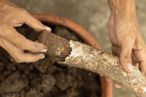 Zoom sur la bouse de corne – Résultats de recherches