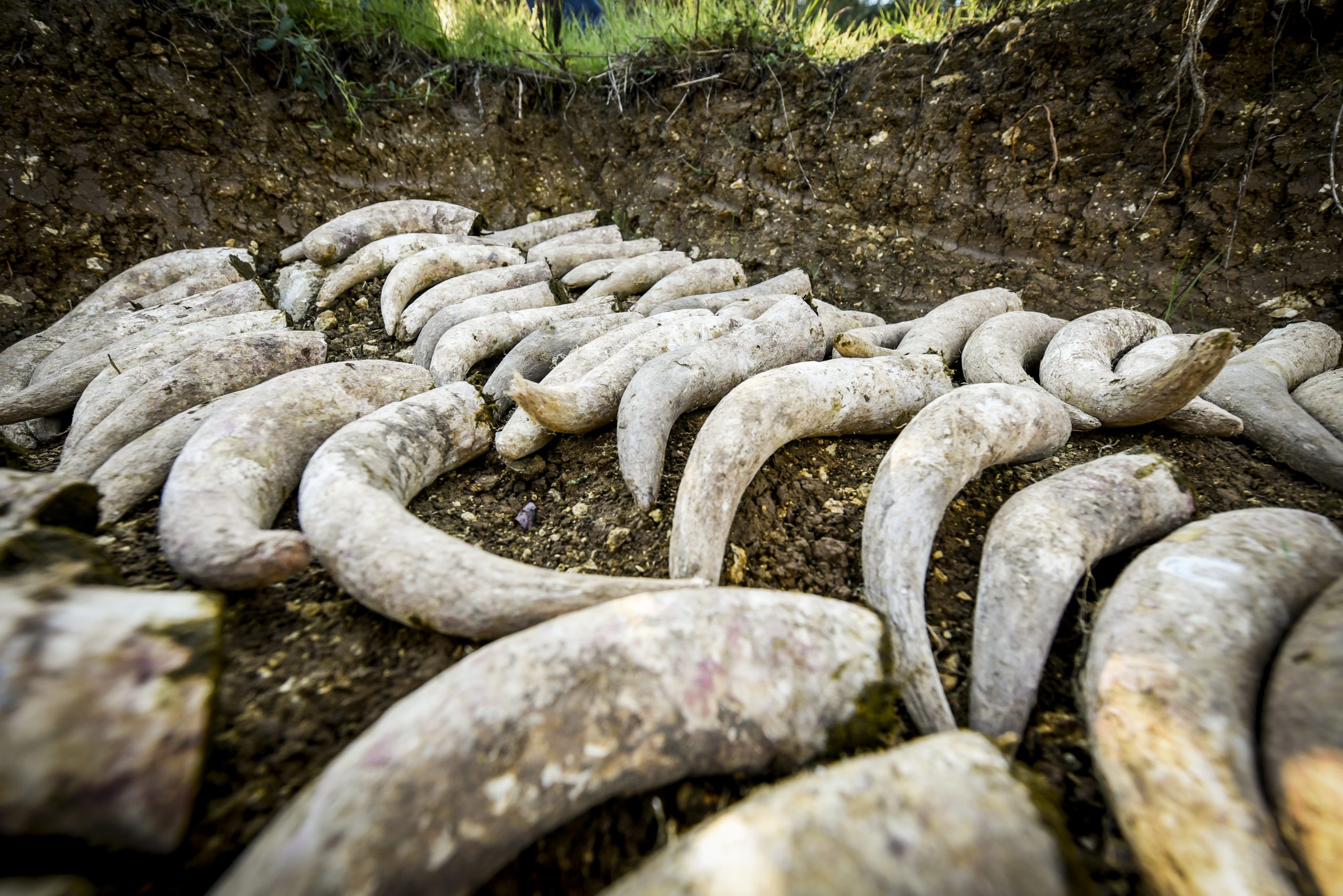 https://www.demeter.fr/wp-content/uploads/2022/12/Bouses-de-cornes-preparation-biodynamie-Julie-Metifet-scaled.jpg