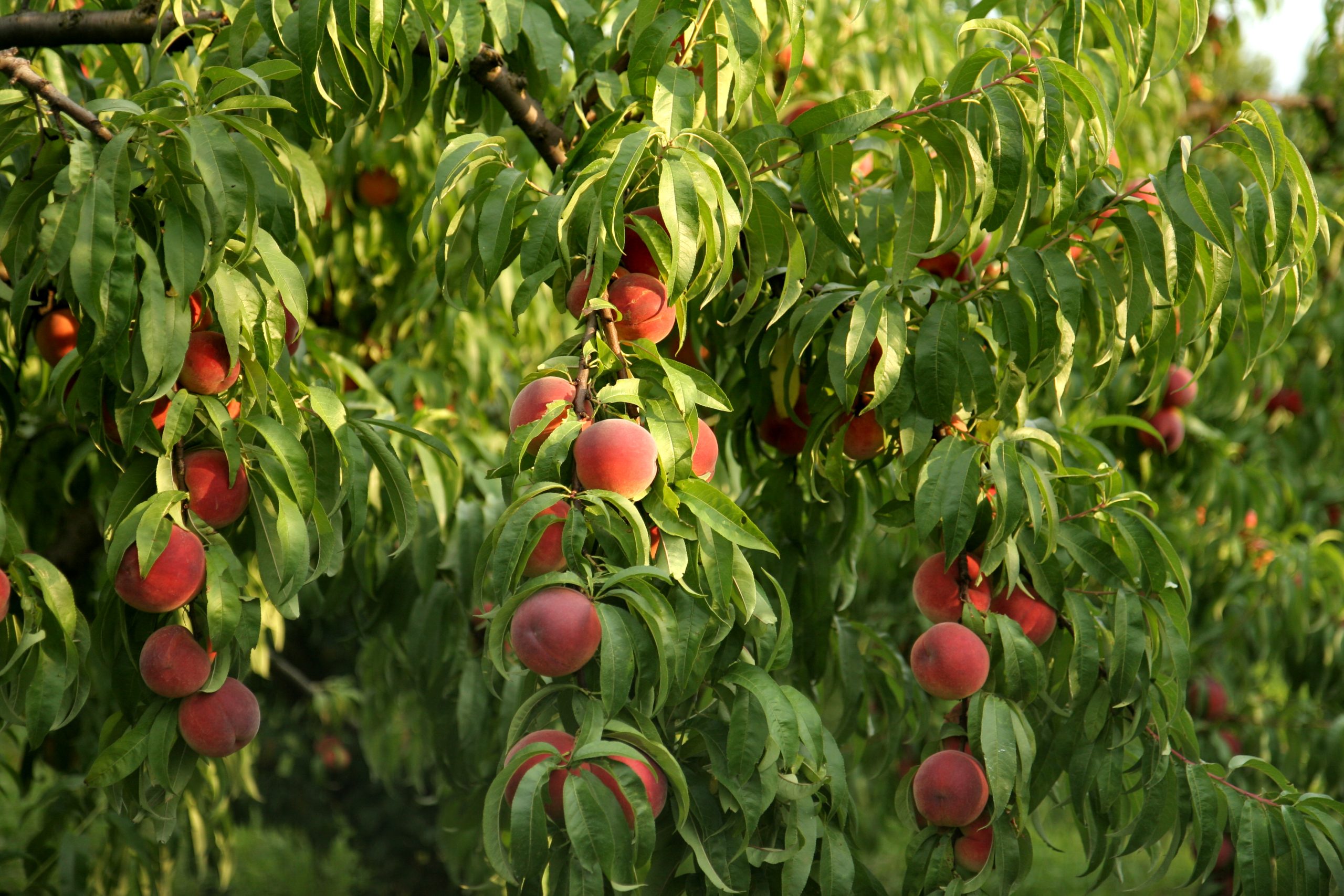 https://www.demeter.fr/wp-content/uploads/2022/12/FRUITYS-26-Grappes-de-Peches-sl-fruitys-scaled.jpg