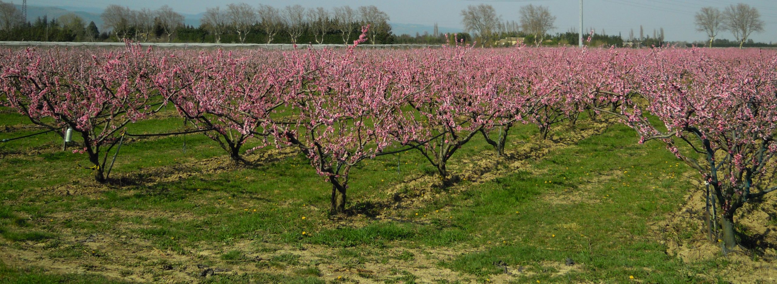 https://www.demeter.fr/wp-content/uploads/2022/12/FRUITYS-26-Pecher-Verger-en-fleur-sl-fruitys-scaled.jpg