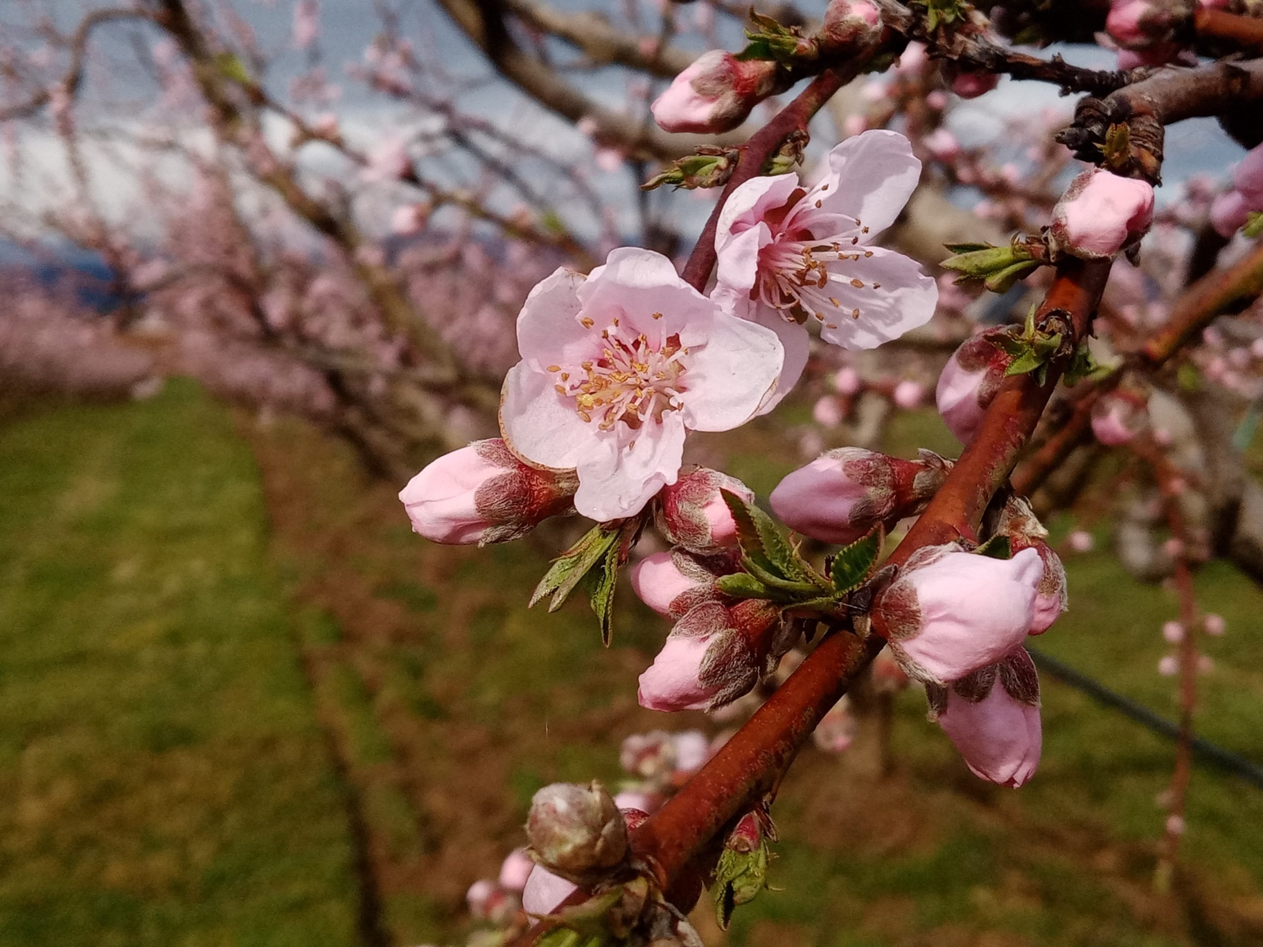 https://www.demeter.fr/wp-content/uploads/2022/12/IMG_20230225_105258_resized_20230306_101839781-sl-fruitys-scaled.jpg