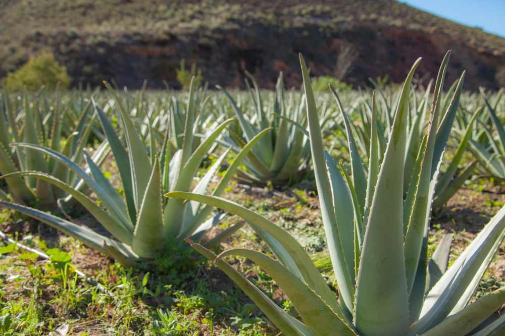 Plantations d'Aloé Vera en Espagne de NaturAloé.