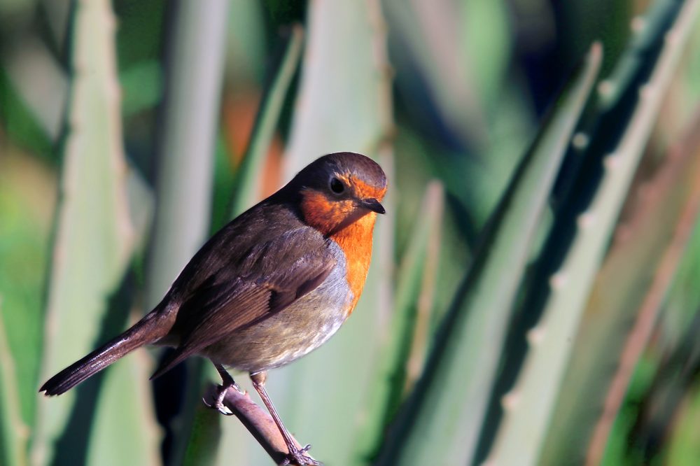 Biodiversité au sein des plantations d'Aloé Vera en Espagne de NaturAloé.