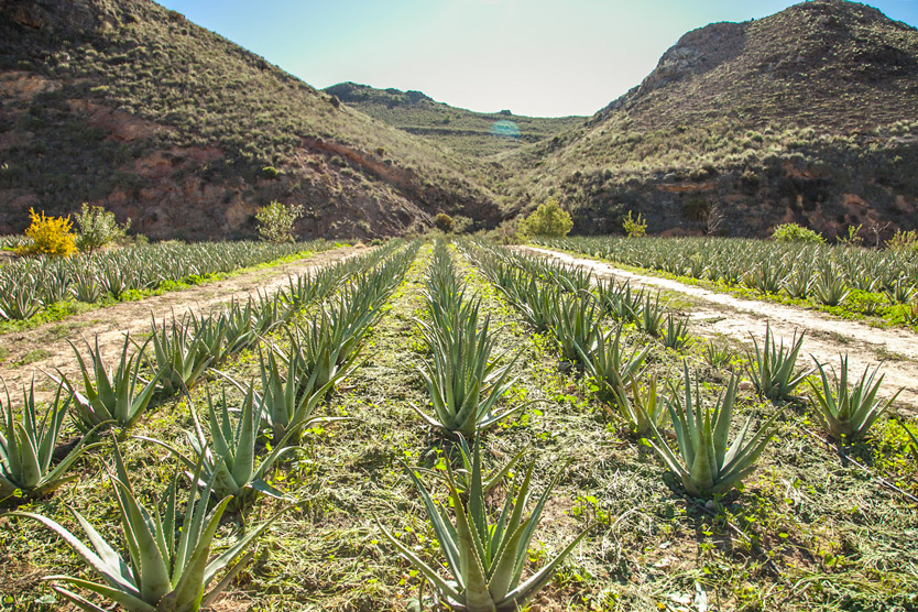 Plantations d'Aloé Vera en Espagne de NaturAloé.