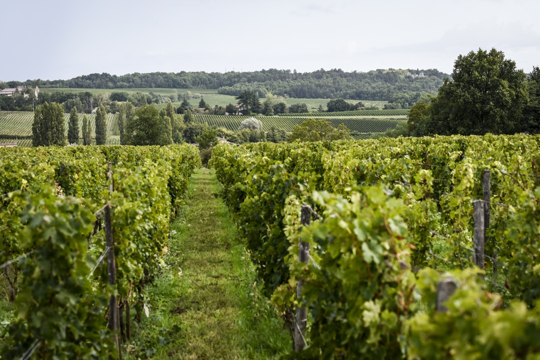 https://www.demeter.fr/wp-content/uploads/2022/12/Vignes-Clos-Puy-Arnaud-Julie-Metifet.jpg